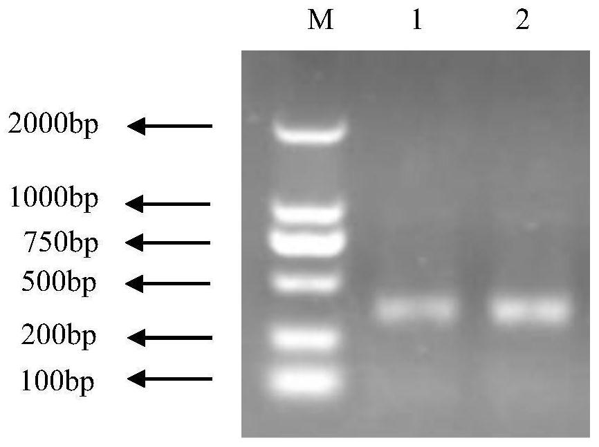 A kind of anti-African swine fever virus single-chain antibody and its preparation method and application