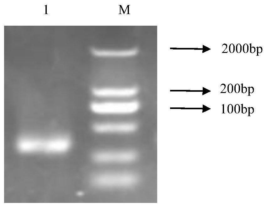 A kind of anti-African swine fever virus single-chain antibody and its preparation method and application
