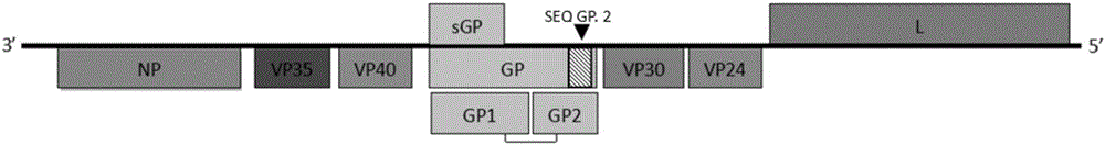 Fluorescent quantitative PCR (Polymerase Chain Reaction) kit for detecting Zaire Ebola virus