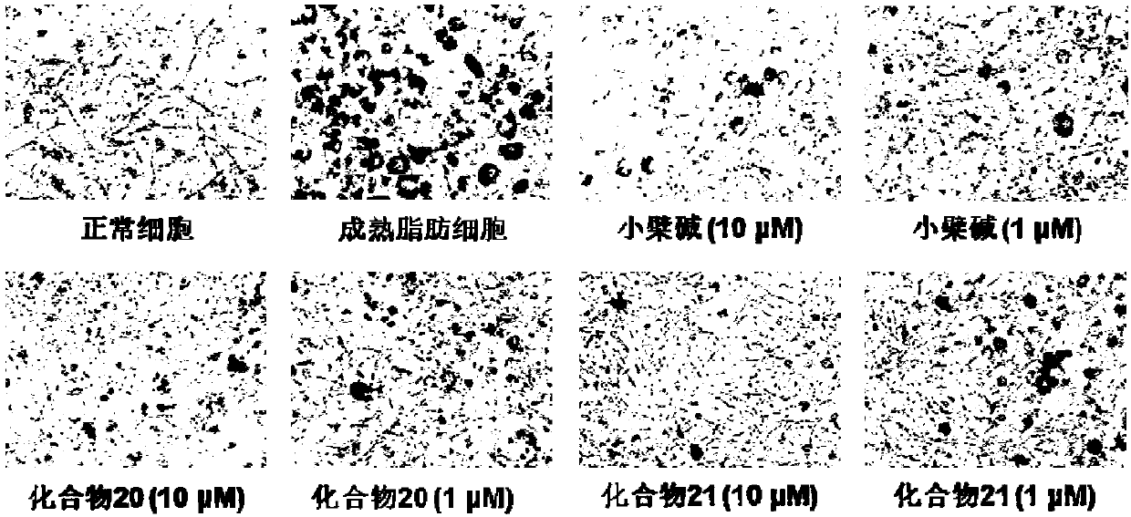 Hispidine compound and application thereof