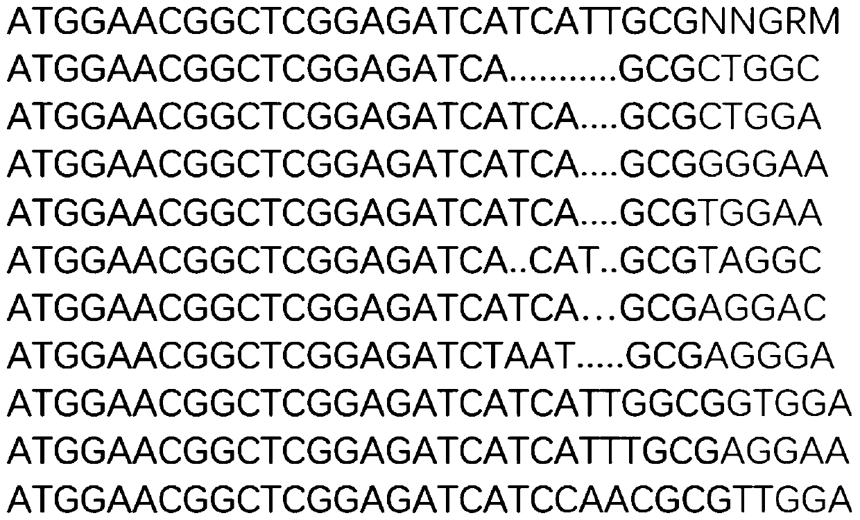 CRISPR/Sa-SeqCas9 gene editing system and application thereof