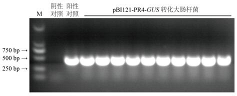 Lilium regale inducible promoter PR4 and application thereof