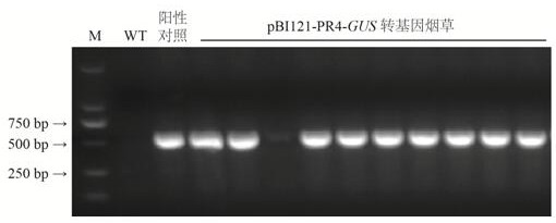 Lilium regale inducible promoter PR4 and application thereof