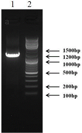 Chinese toon Alternaria mali 56-50 and its secondary metabolite, preparation method and use