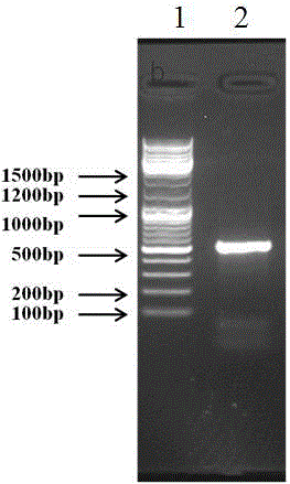 Chinese toon Alternaria mali 56-50 and its secondary metabolite, preparation method and use