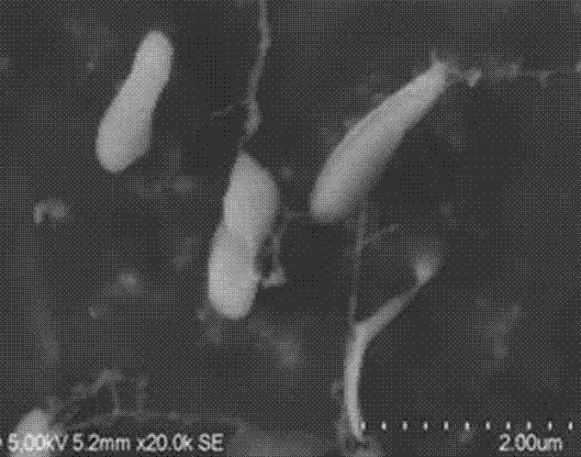 Pseudomonas strain for preventing and treating kiwifruit canker and application of pseudomonas strain