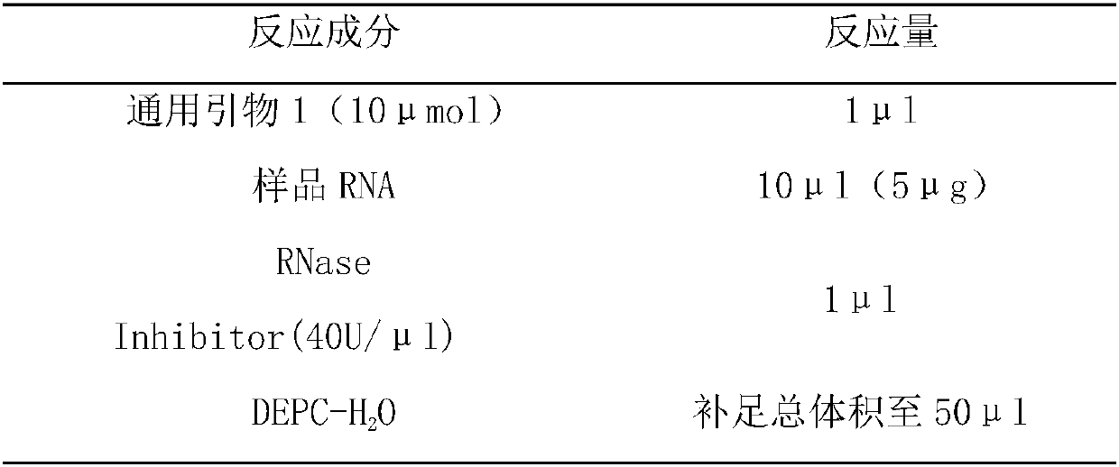 Cymbidium sinense mannose binding protein