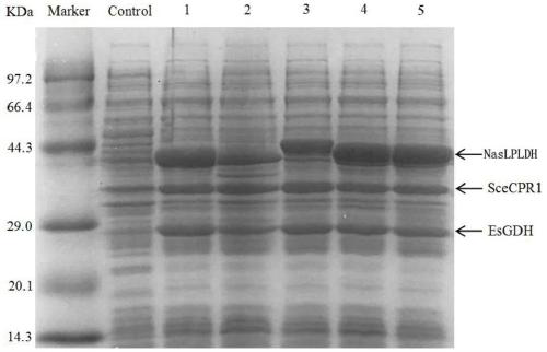 L-panolactone dehydrogenase derived from Nocardia asteroides and application of L-panolactone dehydrogenase
