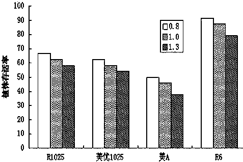 Method of raising seedlings in greenhouse by using rice salt tolerance differences to achieve impurity removal and purity preservation