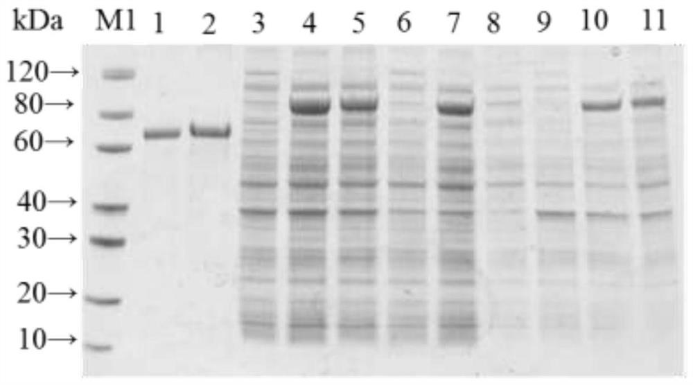 A kind of avirulent c-type Clostridium botulinum genetic engineering subunit vaccine and its production method