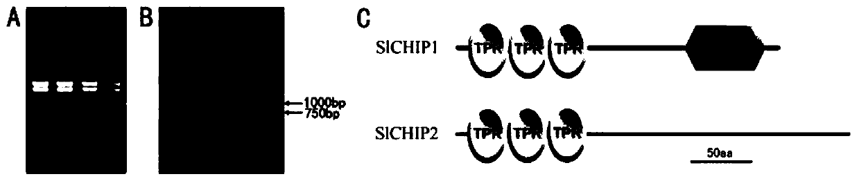 Tomato ubiquitination E3 ligase gene SlCHIP1, application and gene SlCHIP2