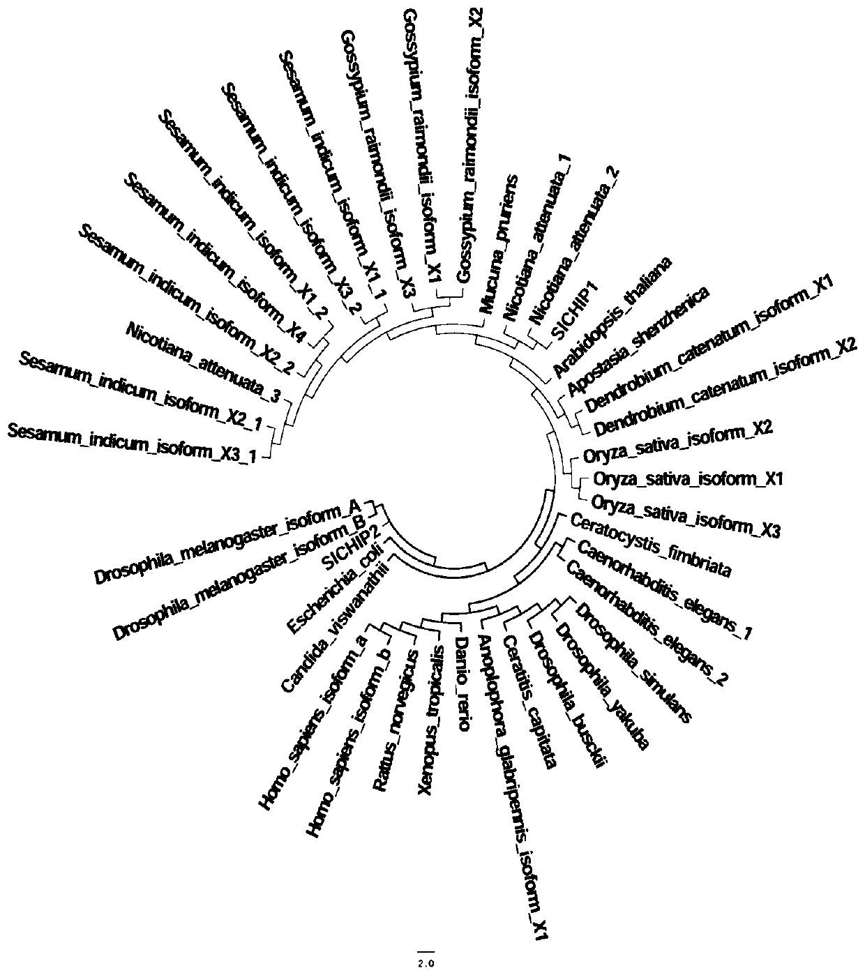 Tomato ubiquitination E3 ligase gene SlCHIP1, application and gene SlCHIP2