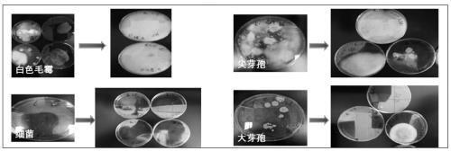Soybean paste based on pre-fermentation and using Monascus purpureus as dominant fungus symbiotic system, and preparation method thereof