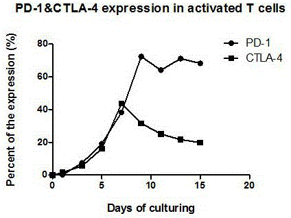 Preparation method of high-efficiency killer cell preparation adopting immunodetection point dual-block CTL (cytotoxic lymphocyte)