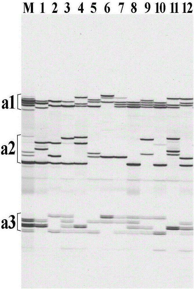 Method for performing SSR analysis on tetraploid alfalfa by utilizing multiple PCR