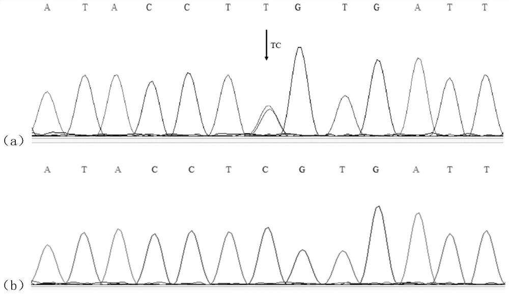 Molecular marker influencing oblique length of chicken body and application thereof