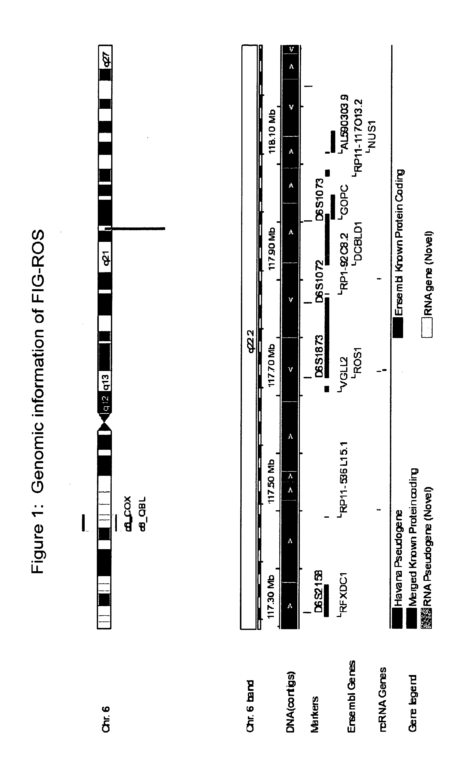 Mutant ROS Expression In Human Cancer