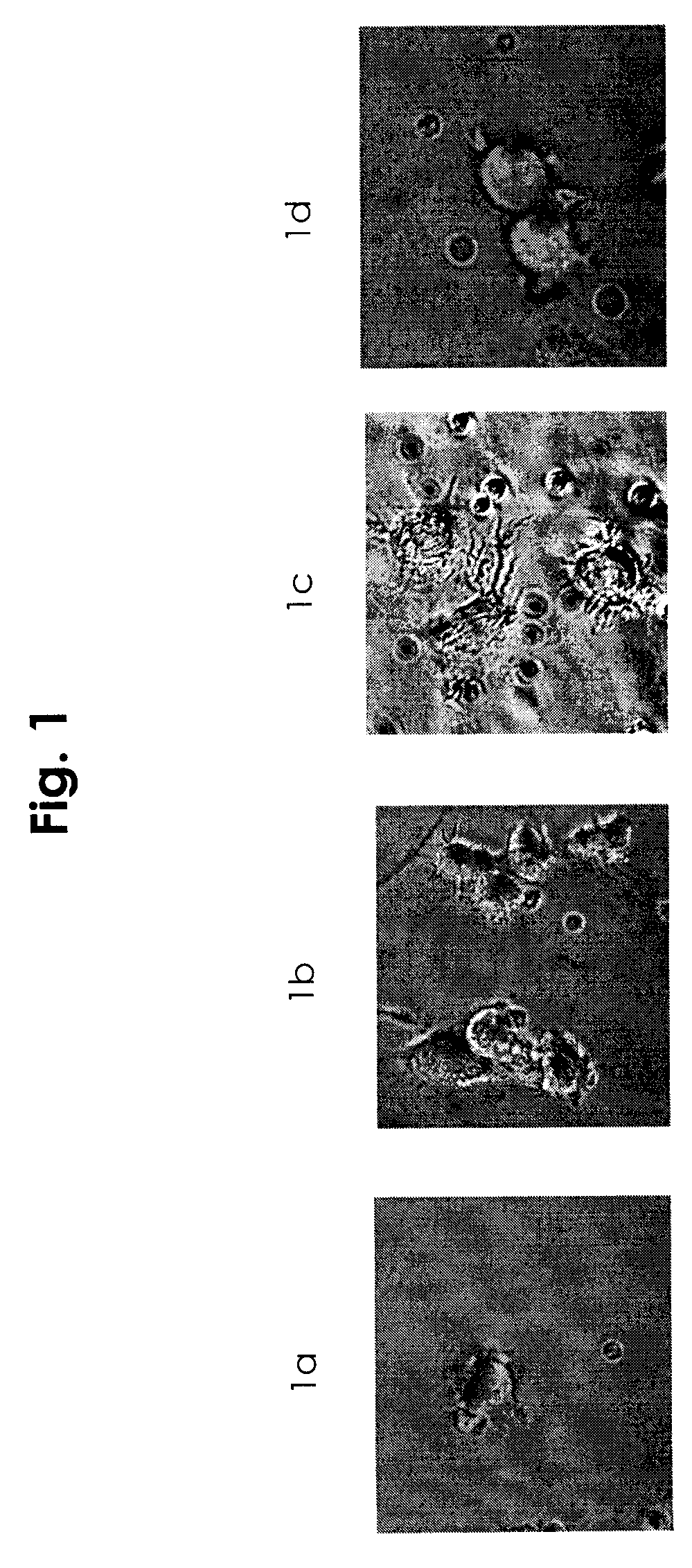 Composition and Method for Inducing Protective Vaccine Response Using SDF-1