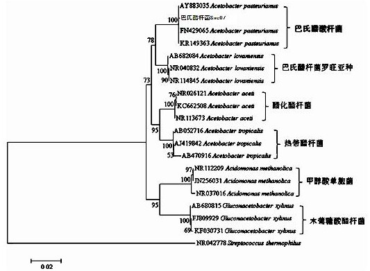 Sushi vinegar acetic acid bacterium, method for fermenting sushi vinegar and application of sushi vinegar acetic acid bacterium in sushi