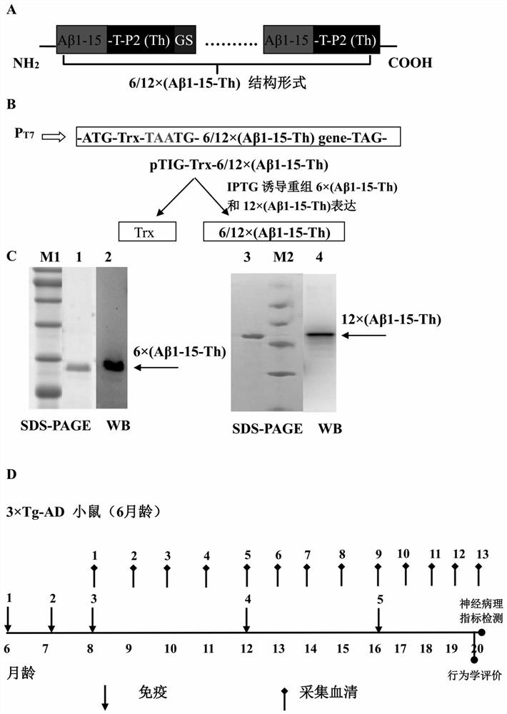 Conformation-specific recombinant aβ1-42-like oligomer antigen, its preparation method and application