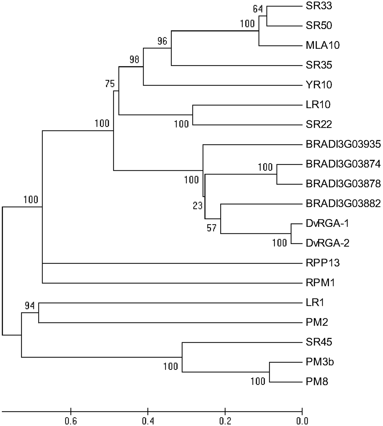Haynaldia villosa powdery mildew resistant gene DvRGA-1, DvRGA-2 and application thereof