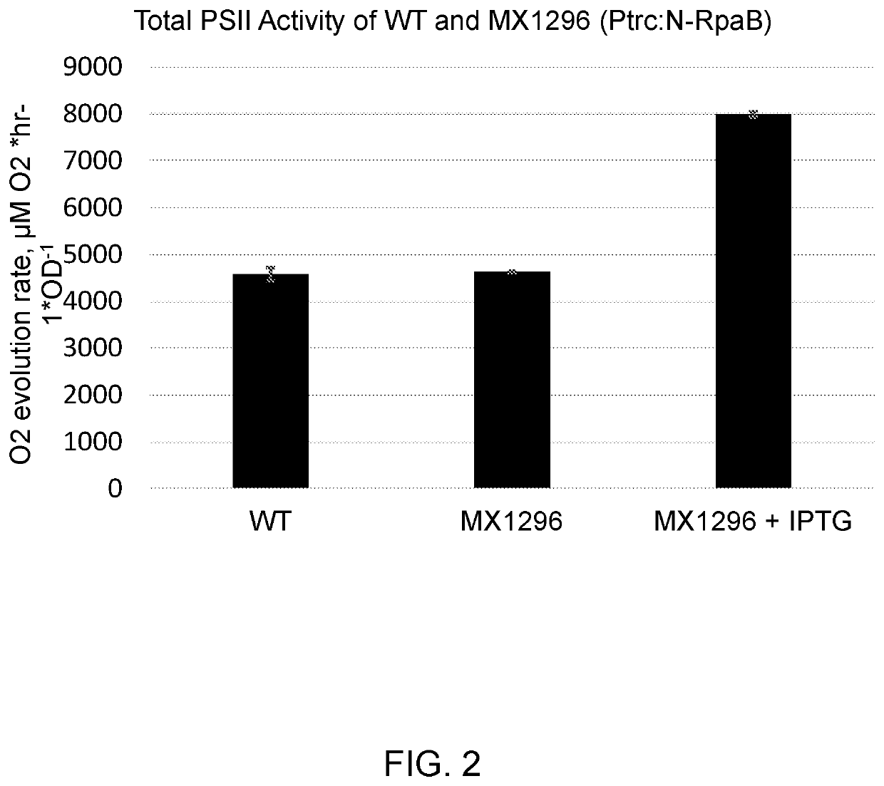 Microorganisms with increased photosynthetic capacity