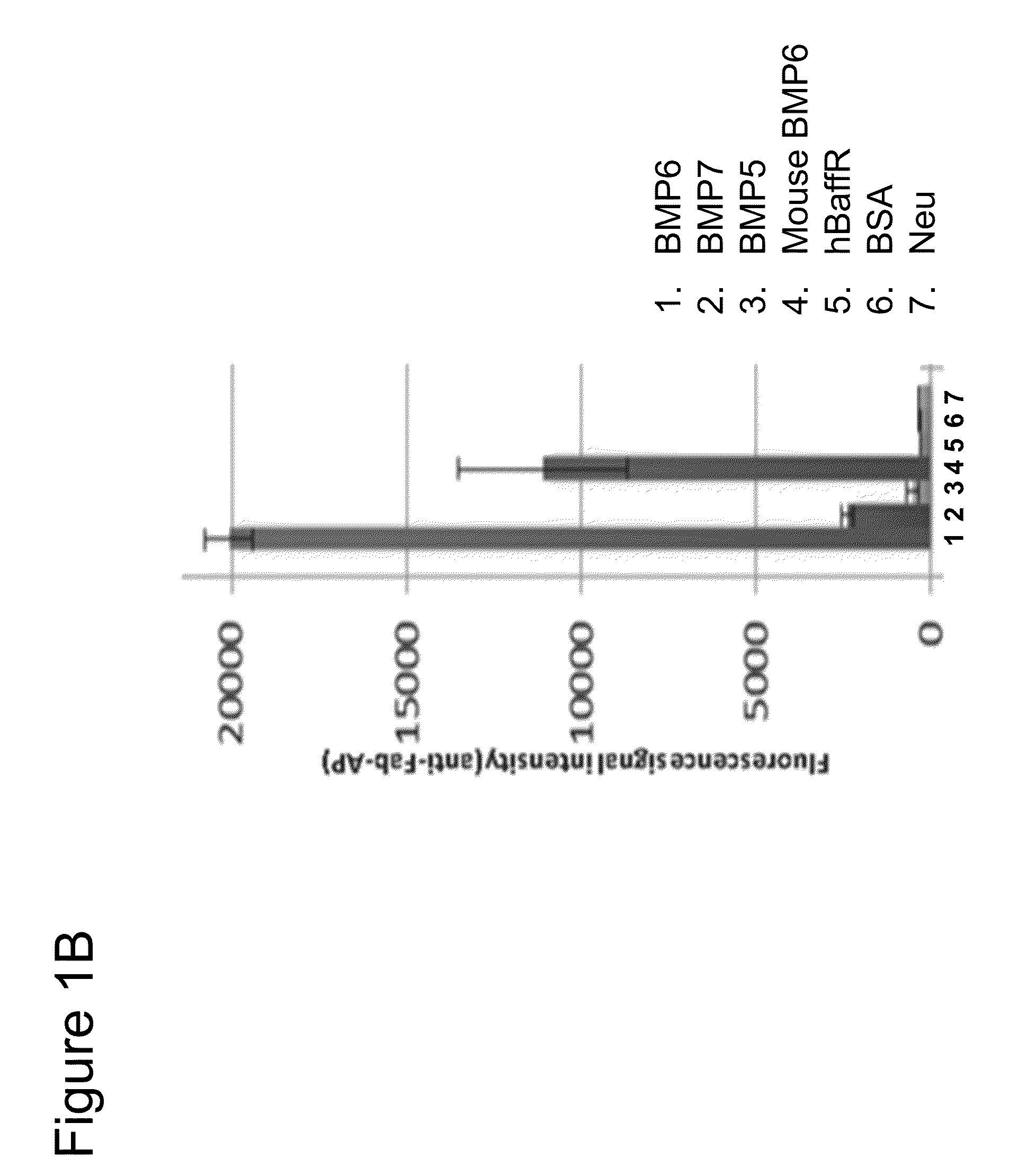 Compositions and methods for antibodies targeting bmp6