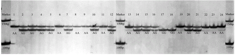 Method for screening and detecting single-nucleotide polymorphic site G642A of marsupenaeus japonicus