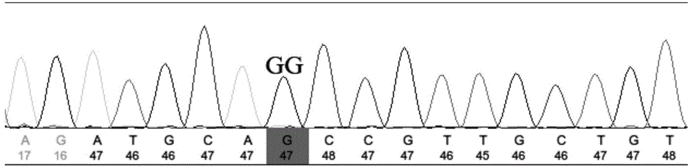 Method for screening and detecting single-nucleotide polymorphic site G642A of marsupenaeus japonicus