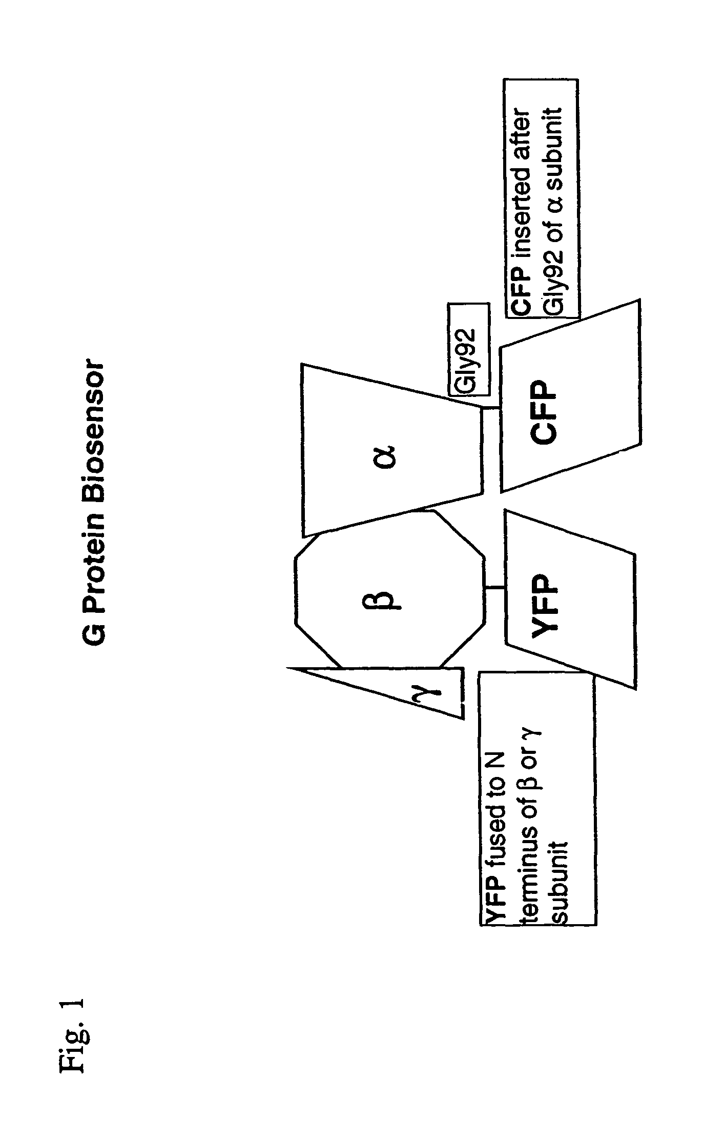 Biosensor and use thereof to identify therapeutic drug molecules and molecules binding orphan receptors