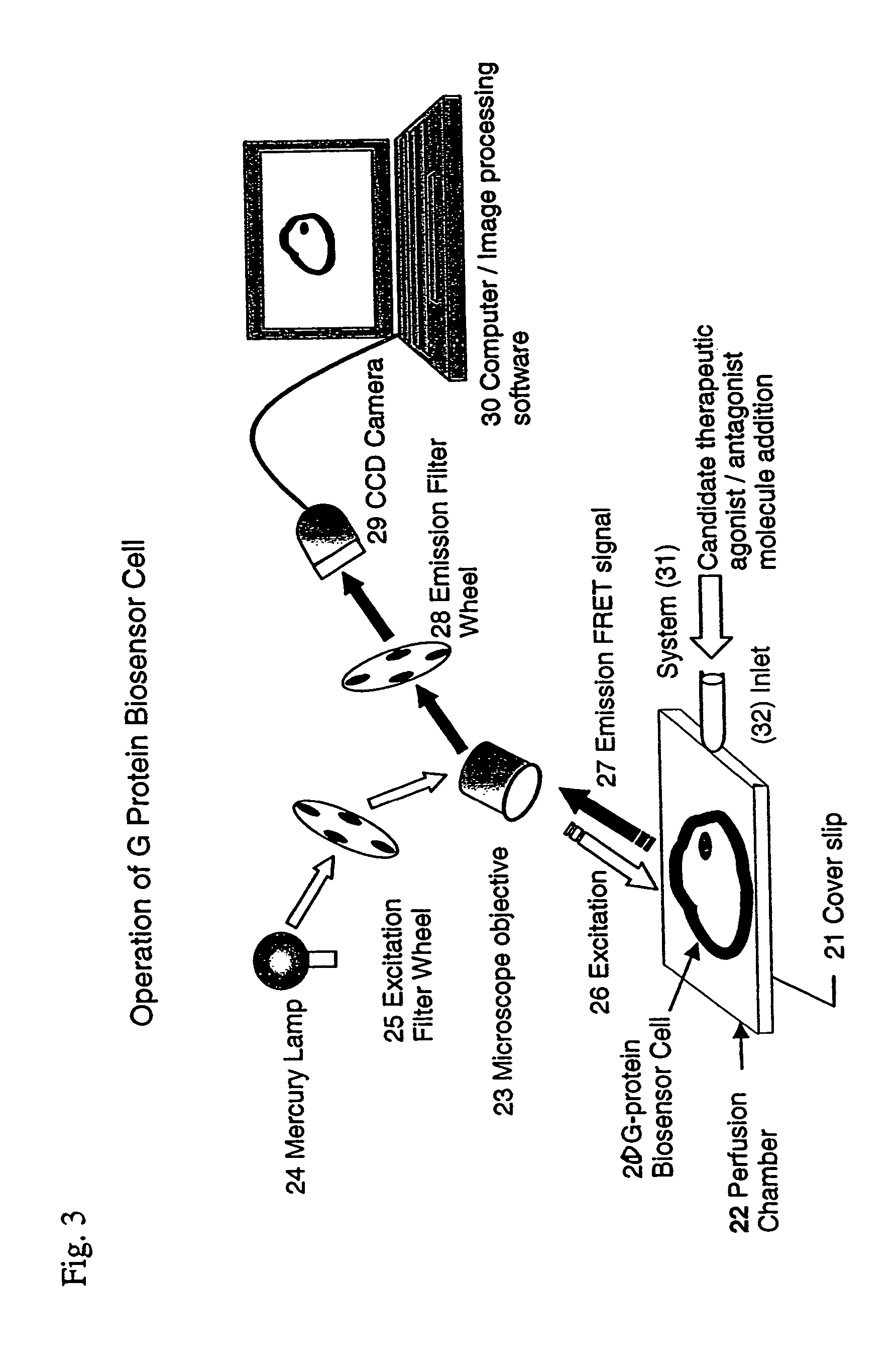 Biosensor and use thereof to identify therapeutic drug molecules and molecules binding orphan receptors