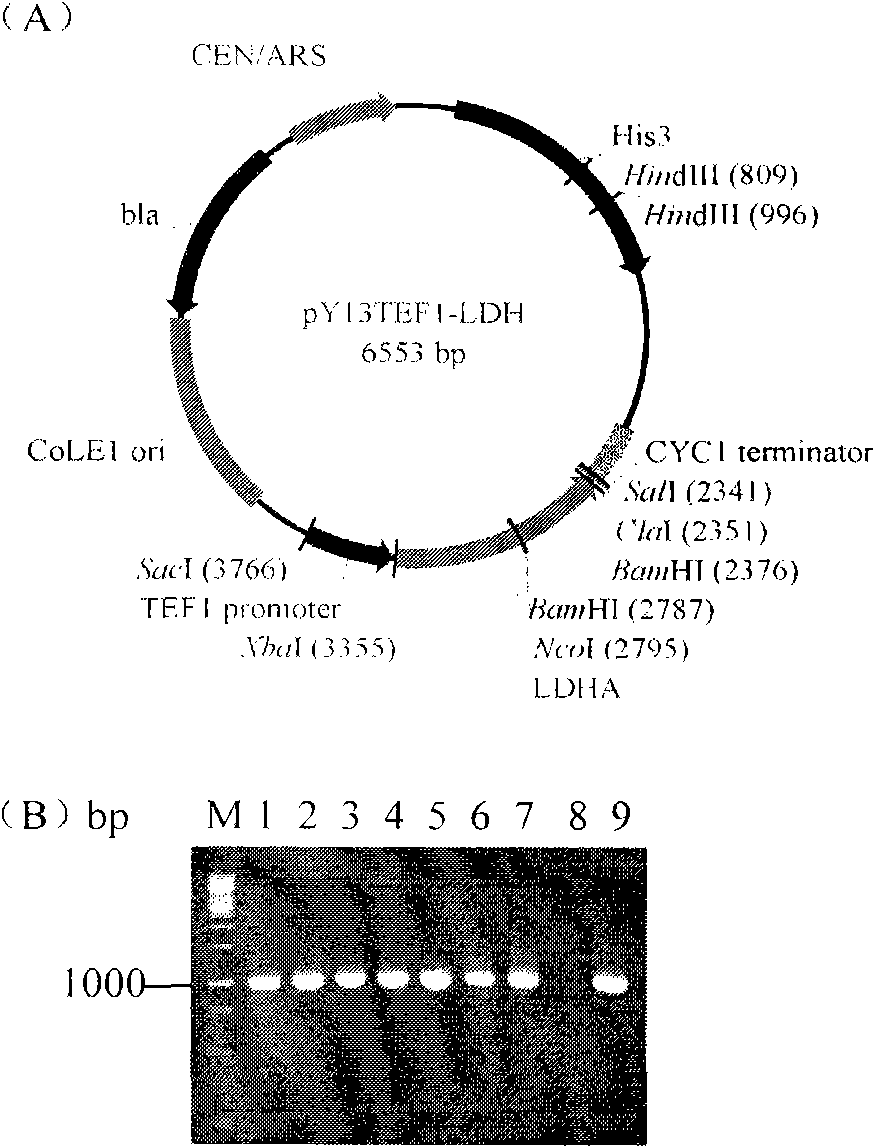 Lactic acid-producing engineering bacteria, constructing method thereof and application thereof