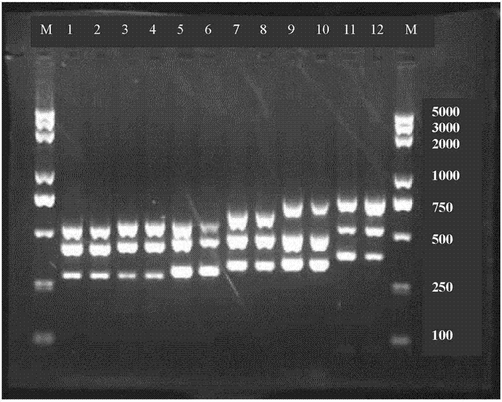 A pcr-sbt method and reagent for genotyping of human platelet alloantigen system