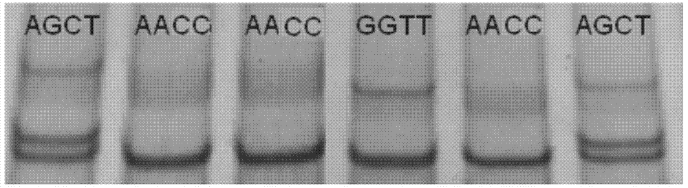 Method for detecting body sizes of Qinchuan cattle through using ANAPC13 gene