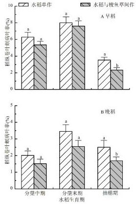 A method for controlling rice sheath blight and rice leaf roller by intercropping pikegrass with rice