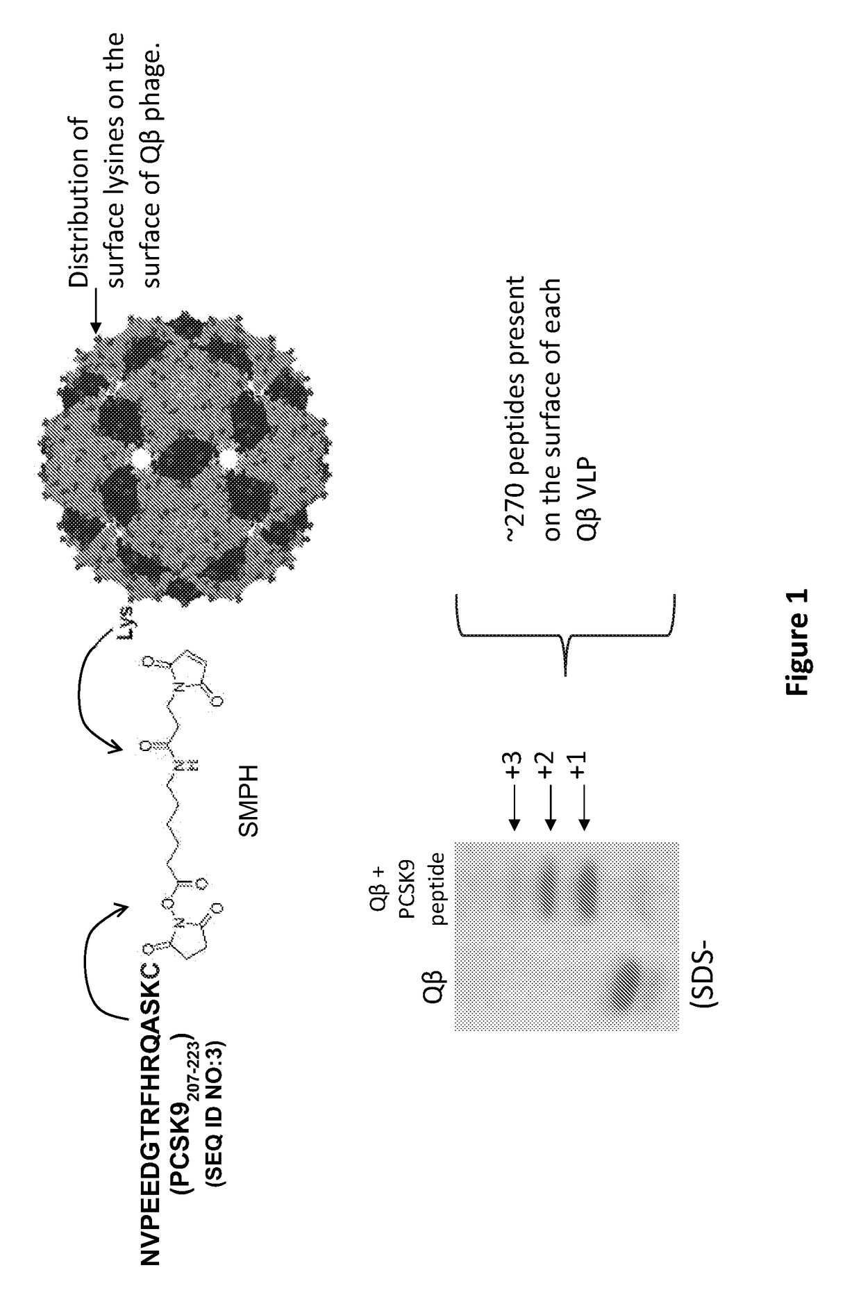 Pcsk9 vaccine and methods of using the same