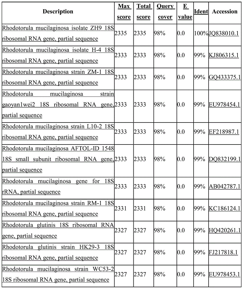 Rhodotorula mucilaginosa and application thereof in fermentation production of sea red astaxanthin