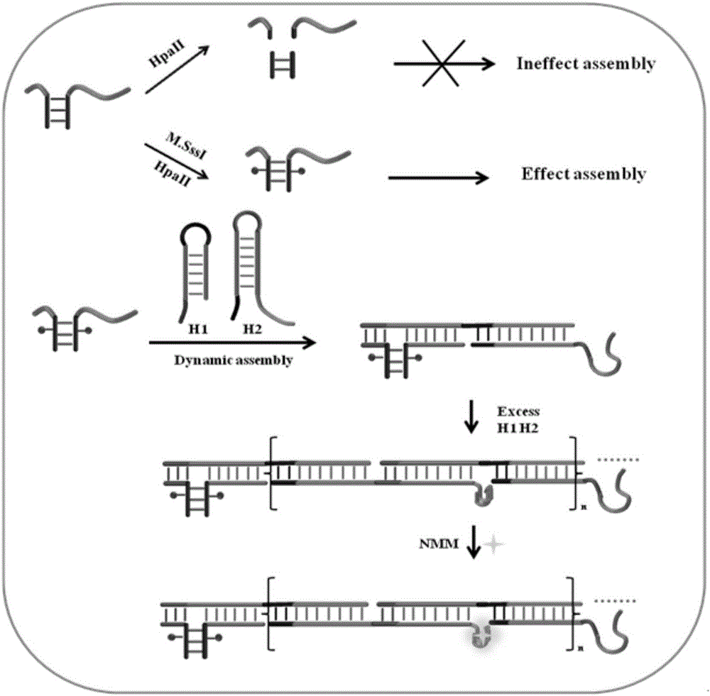Application of DNA three-way regulation activation based hybridization chain reaction to high sensitivity detection of DNA methyltransferase
