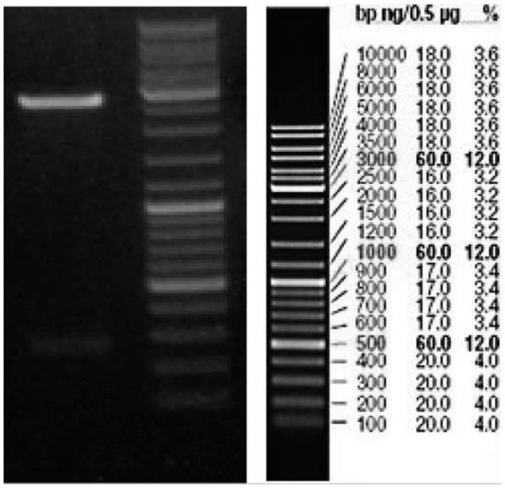 Kit for detecting avian salmonella, clostridium perfringens and escherichia coli