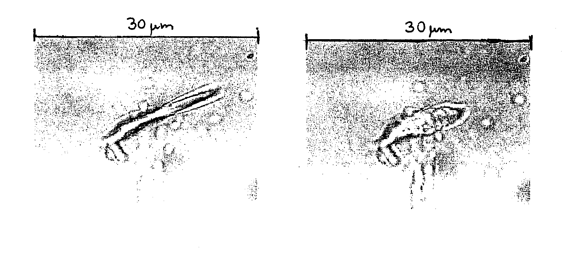Forisomes, Method for Their Isolation, and Their Use as a Molecular Working Machine