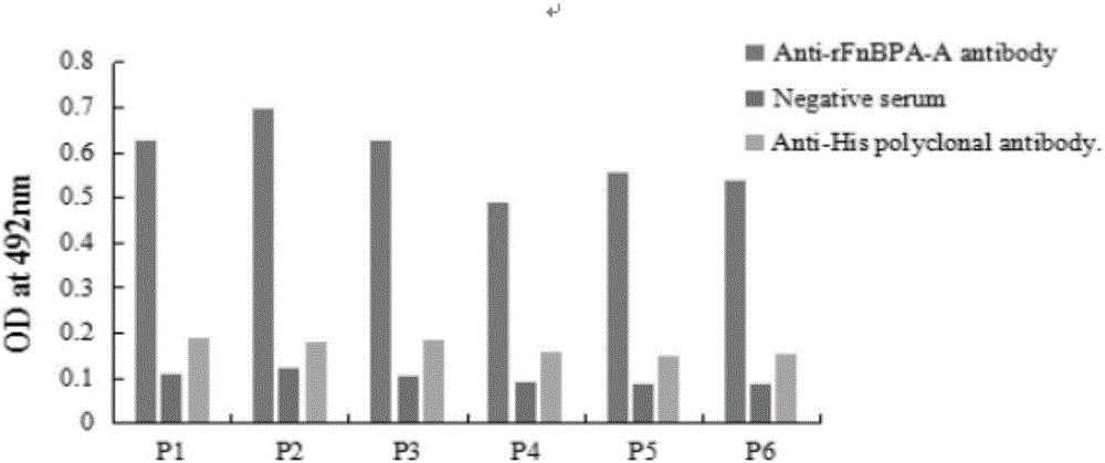 Staphylococcus aureus FnBPA-A protein mimic epitope peptides having immunizing protection, mimic epitope peptide composition, and applications of mimic epitope peptides and mimic epitope peptide composition