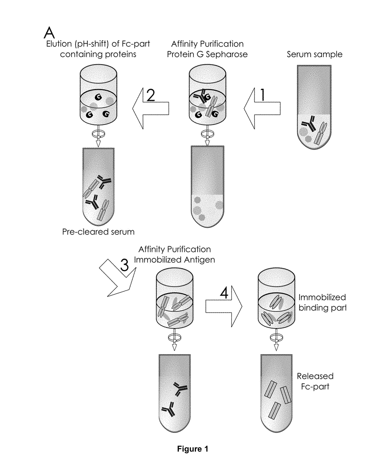 Method of Mapping Glycans of Glycoproteins in Serum Samples
