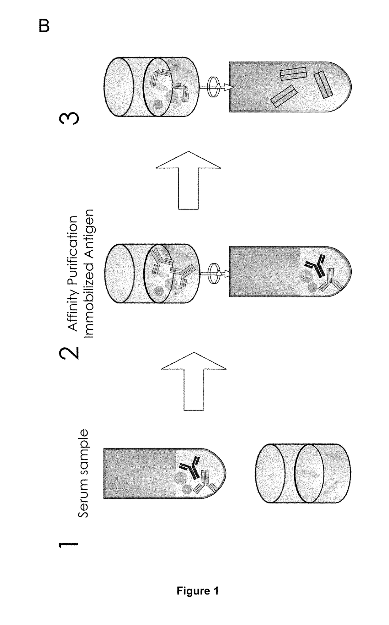 Method of Mapping Glycans of Glycoproteins in Serum Samples