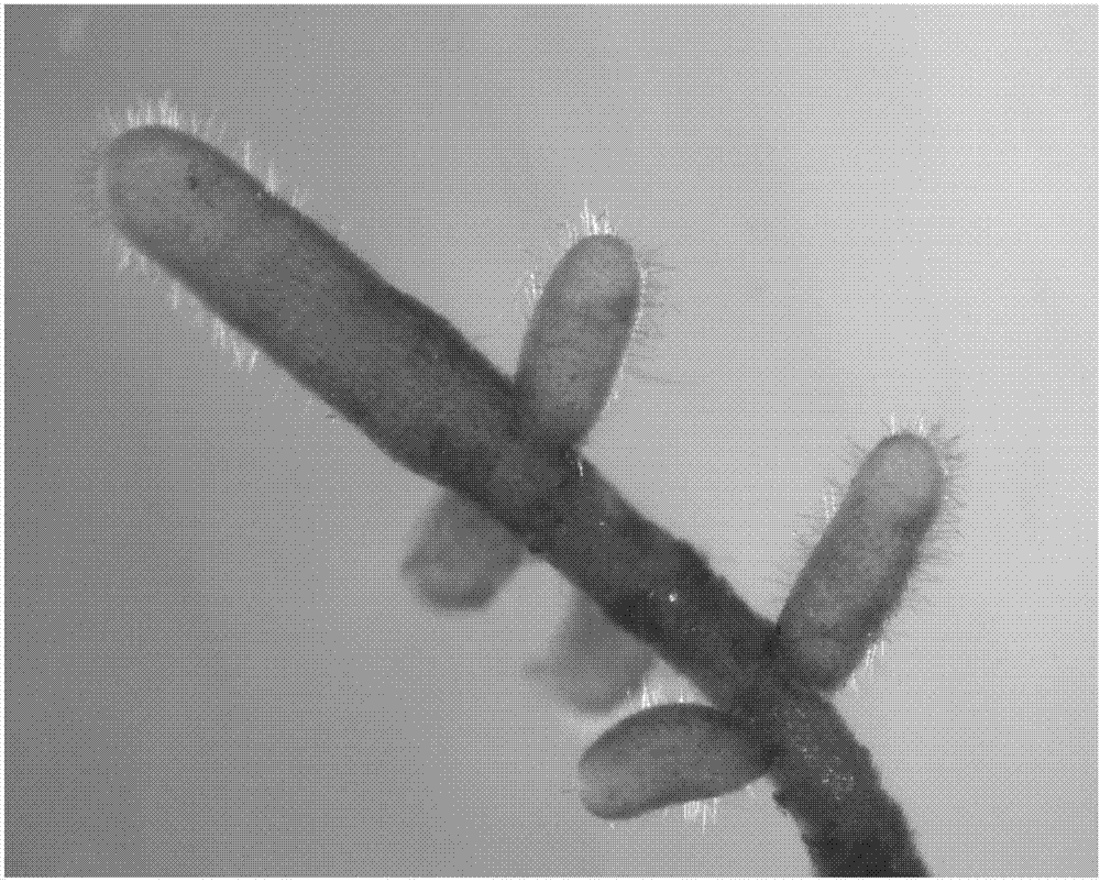Mycorrhizal seedling culture method of bombax ceiba truffles