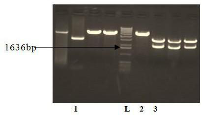 Preparation and purification method of recombinant proserum/growth hormone fusion protein for treating children dwarfism