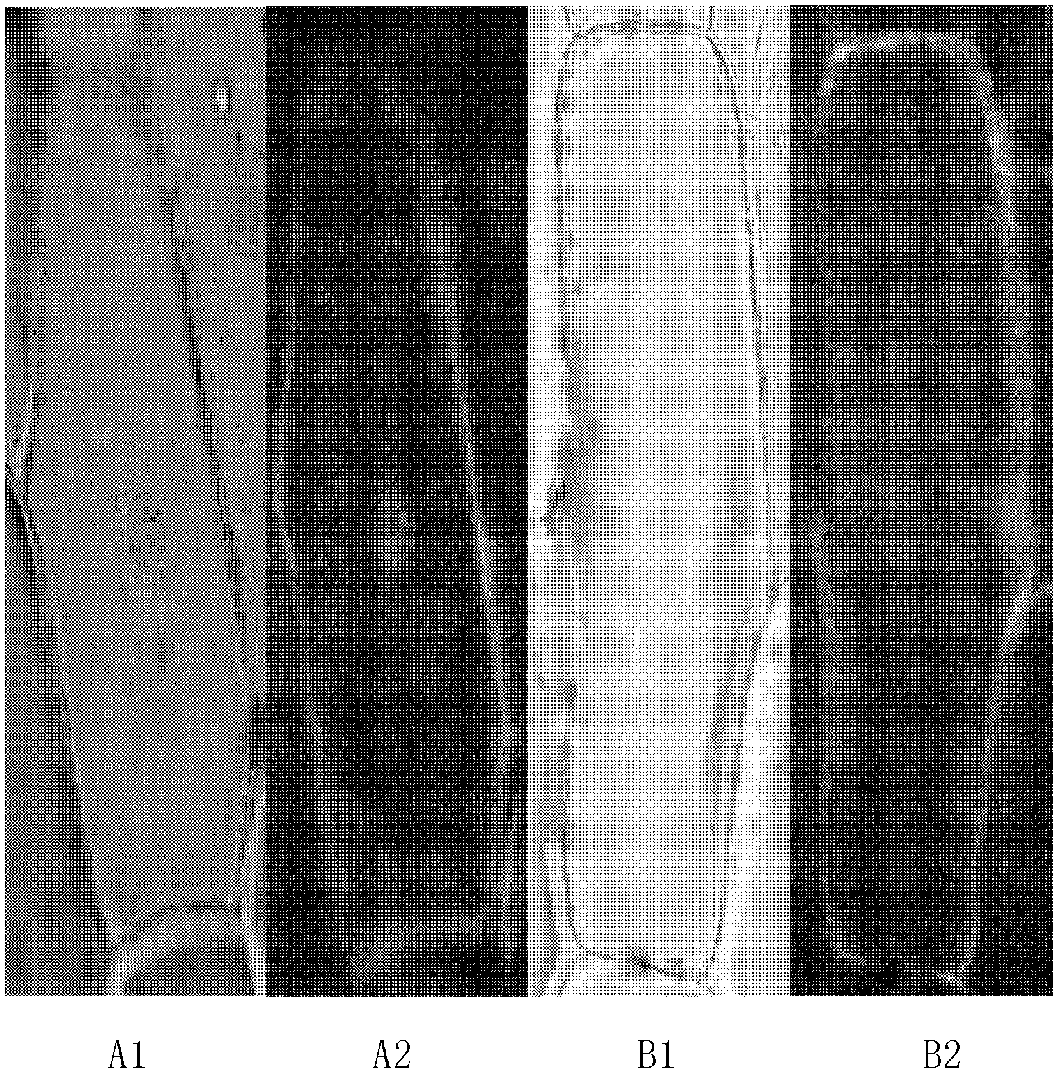 Malus xiaojinensis Cheng et Jiang MxHA5 protein, and coding gene and application thereof