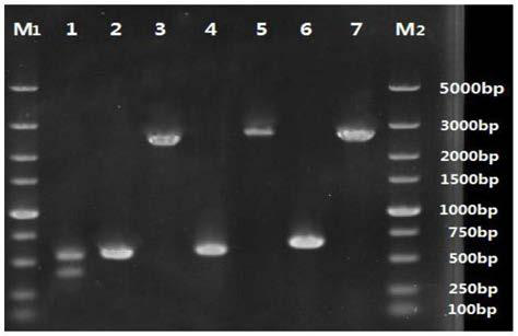Saccharomyces cerevisiae engineering strain for achieving high yield of pyruvic acid and fermentation method of strain