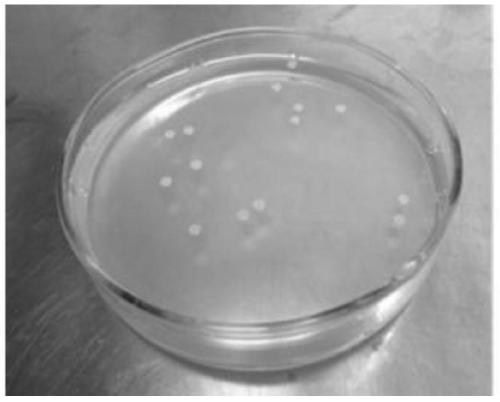 A high-efficiency Burkholderia strain for degrading picolinic acid and its application