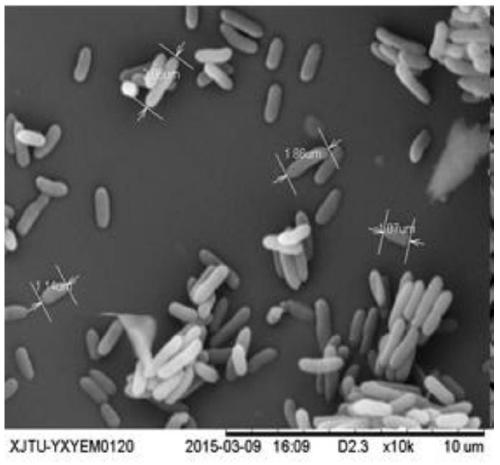 A high-efficiency Burkholderia strain for degrading picolinic acid and its application