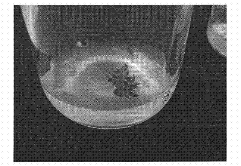 Plant regeneration method of dianthus caryophyllus direct somatic embryo generating path and special culture medium